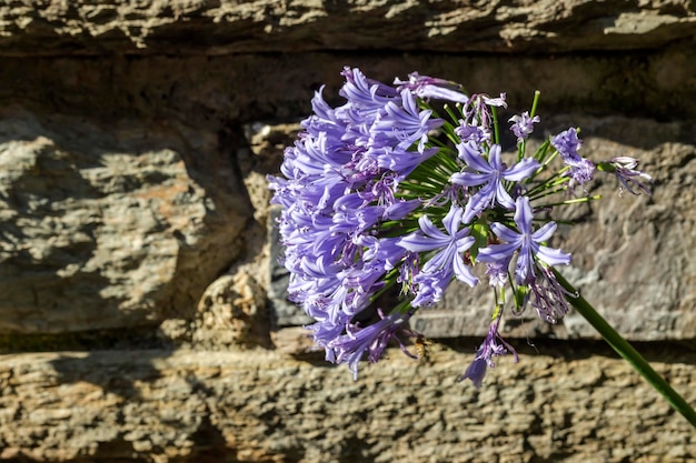 Pianta tenera decorativa luminosa Agapanthus africanus L Hoffmanns cresce in primo piano su un letto di fiori in una giornata di sole estivo