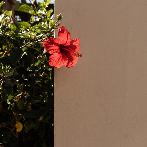 Pianta tropicale con fiore rosso sulla parete beige dell'edificio della casa