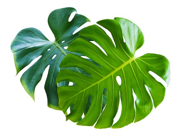 Pianta tropicale con le foglie di monstera isolate.