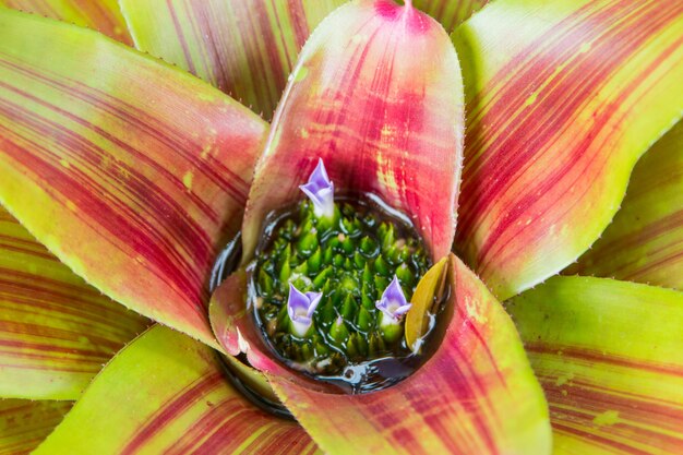 Pianta tropicale della famiglia dei fiori di Bromelia, fasciame di Aechmea