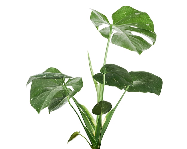 Pianta variegata di Monstera, foglie di Monstera Thai Constellation, isolate su sfondo bianco