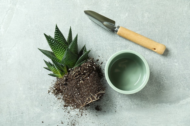 Pianta, vaso e pala da giardino sul tavolo grigio testurizzato