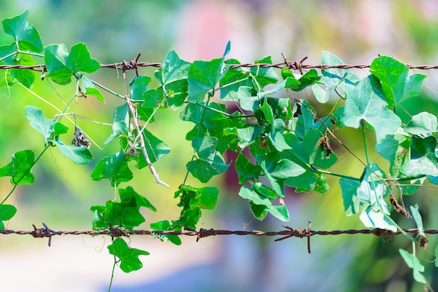 Pianta verde avvolta su filo spinato