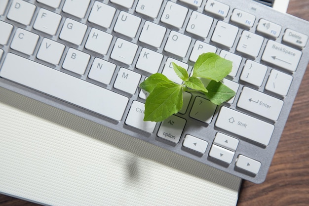 Pianta verde che cresce sulla tastiera del computer