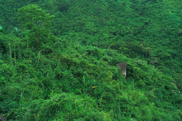 Pianta verde con foglie naturali, alberi e sfondo ambientale in eco concept
