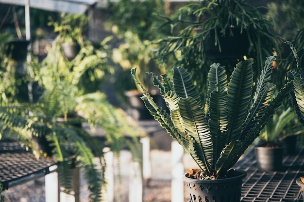 Pianta verde con foglie naturali, alberi e sfondo ambientale in eco concept