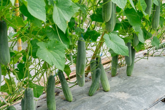 Pianta verde del cetriolo del campo per la raccolta sul letto