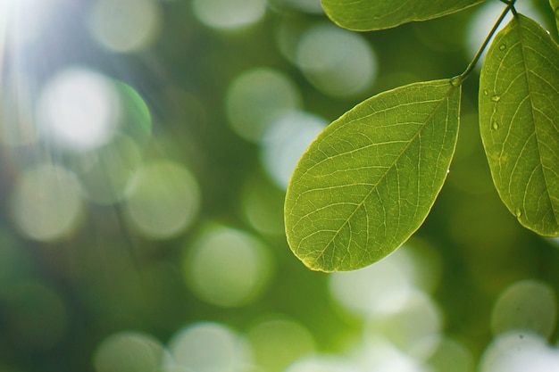 Pianta verde del fiore nel giardino di estate