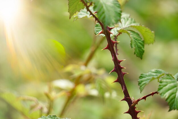 pianta verde del fiore nel giardino, piante nella natura