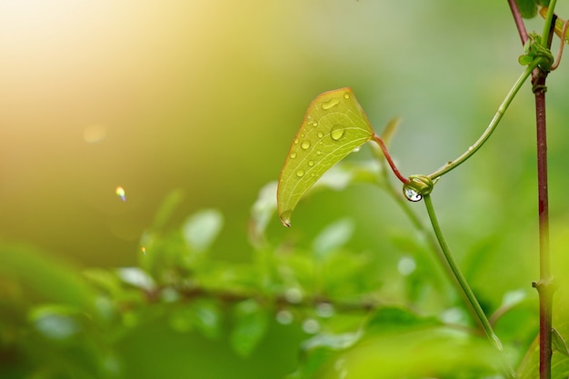 pianta verde del fiore nel giardino, piante nella natura