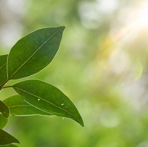 pianta verde del fiore nel giardino, piante nella natura