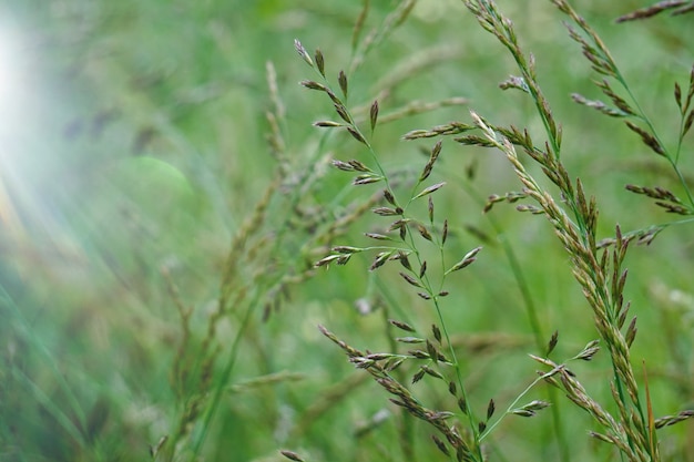 pianta verde del fiore nel giardino, piante nella natura