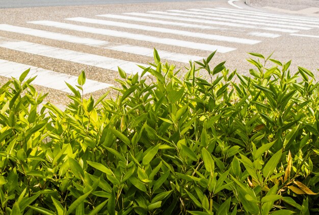 pianta verde di fronte al passaggio pedonale sulla strada