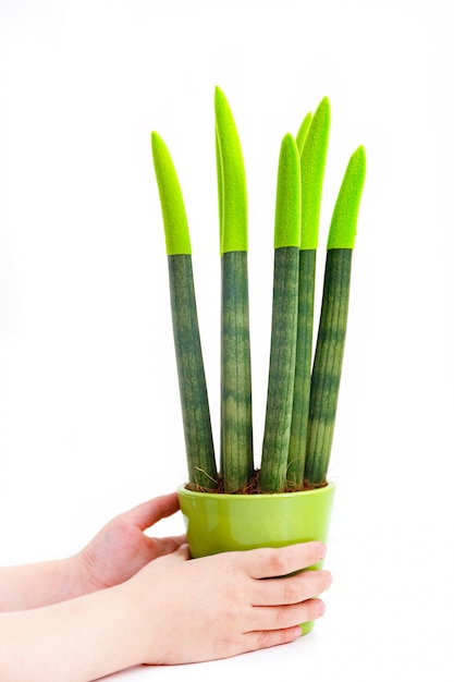 Pianta verde di sansevieria in un vaso ceramico su fondo bianco