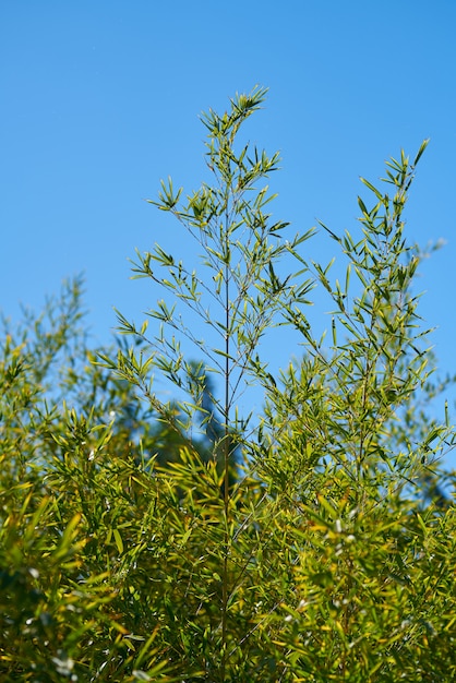 Pianta verde e cielo blu