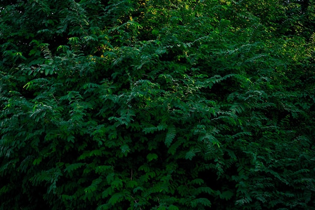 Pianta verde e palma