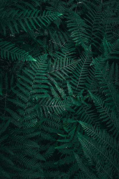 Pianta verde foglie in giardino nella stagione autunnale, sfondo verde