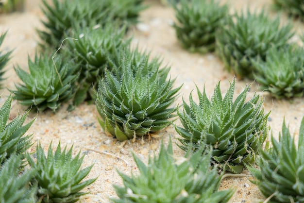 Pianta verde fresca Haworthia bolusii