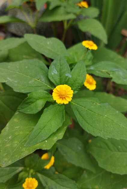 Pianta verde girasole