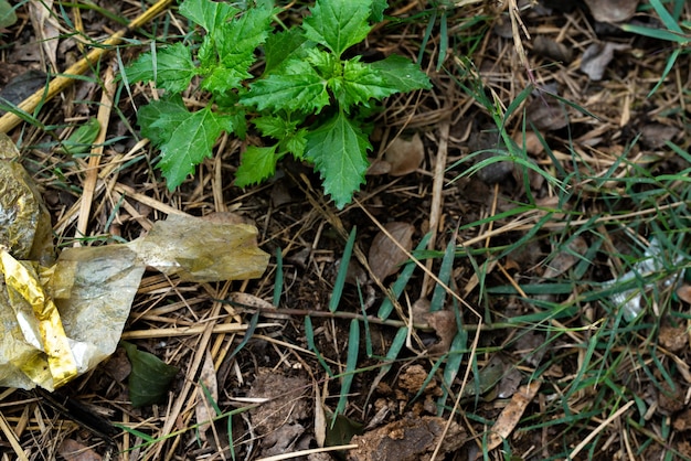 Pianta verde in una foresta con foglie secche a terra.