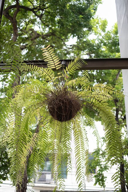 Pianta verde nel cortile