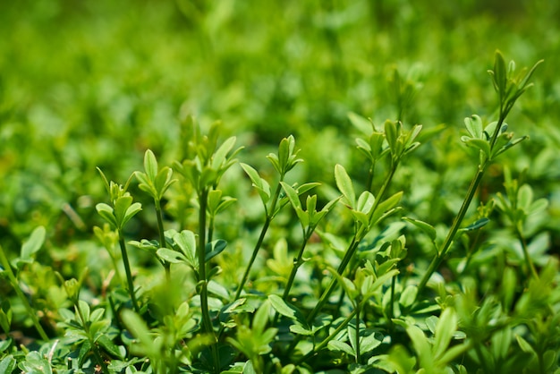 Pianta verde nella natura