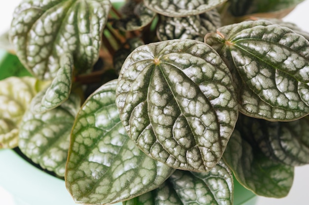 Pianta verde Peperomia Caperata Burbella su sfondo bianco primo piano Concetto di pianta domestica