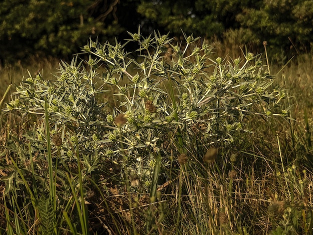 pianta verde selvatica nel campo