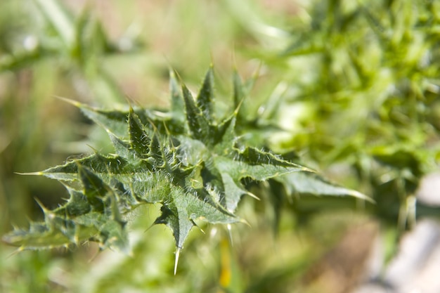 Pianta verde spinosa