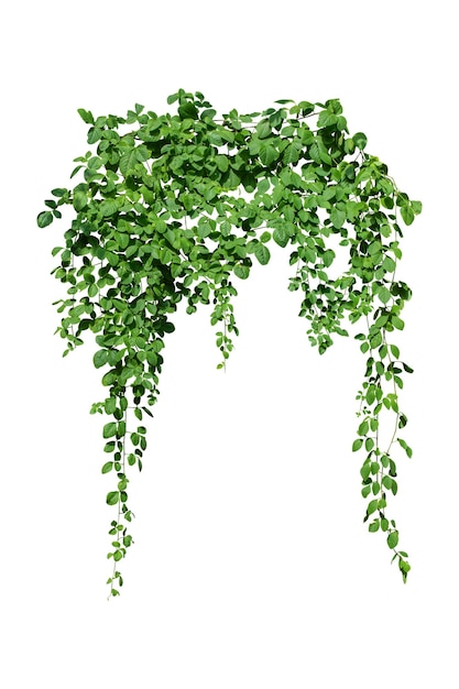Pianta verde su sfondo bianco