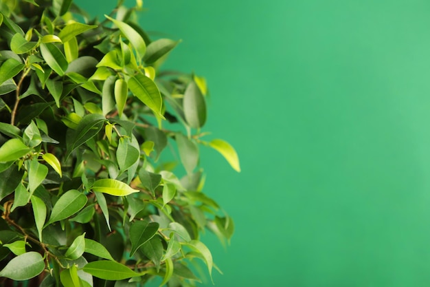 Pianta verde su sfondo verde Spazio per il testo