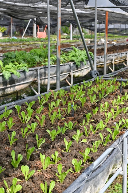 Pianta vivaio di ortaggi in serra Insalata verde che cresce, concetto di fattoria biologica a foglie verdi