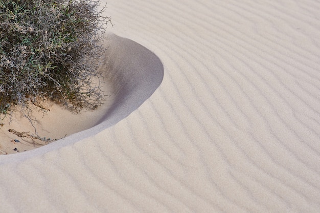 Pianta xerofila nel deserto