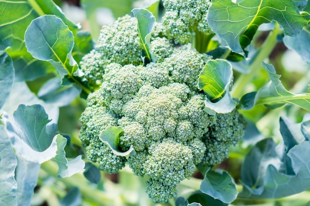 Piantagione biologica del contadino di cavoli broccoli