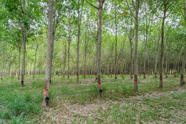 Piantagione dell'albero di gomma in Tailandia