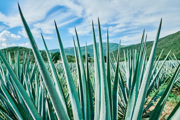 Piantagione di agave blu nel campo per fare tequila concept industria della tequila