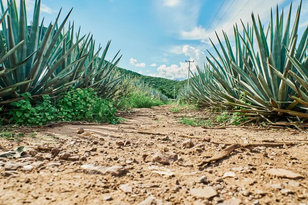 Piantagione di agave blu nel campo per fare tequila concept industria della tequila