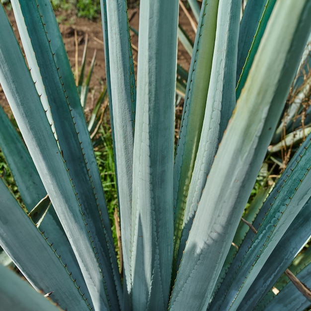 Piantagione di agave blu nel campo per fare tequila concept industria della tequila