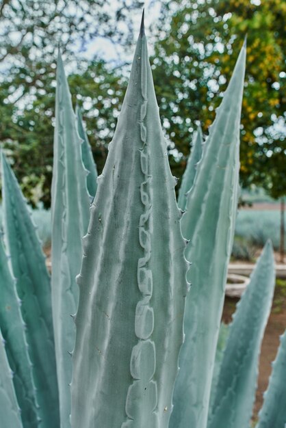 Piantagione di agave blu nel campo per fare tequila concept industria della tequila