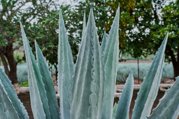 Piantagione di agave blu nel campo per fare tequila concept industria della tequila