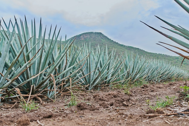 Piantagione di agave blu nel campo per fare tequila concept industria della tequila