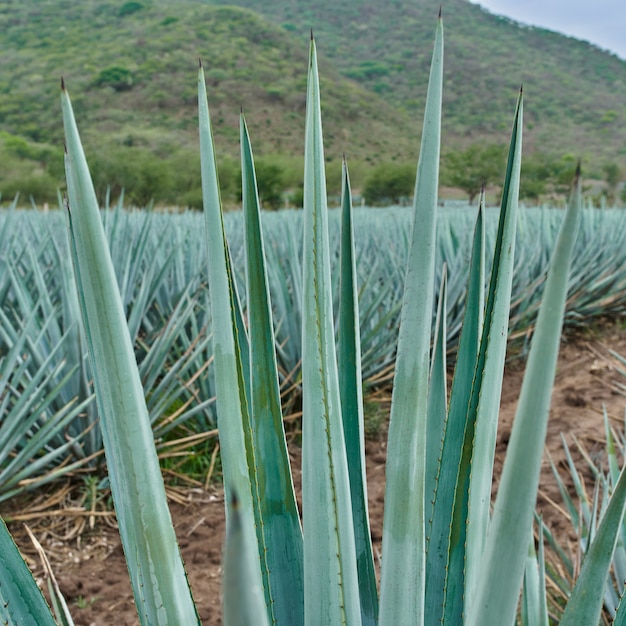 Piantagione di agave blu nel campo per fare tequila concept industria della tequila