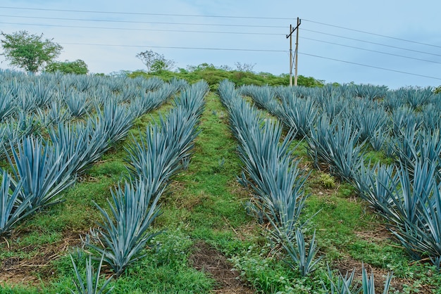 Piantagione di agave blu nel campo per fare tequila