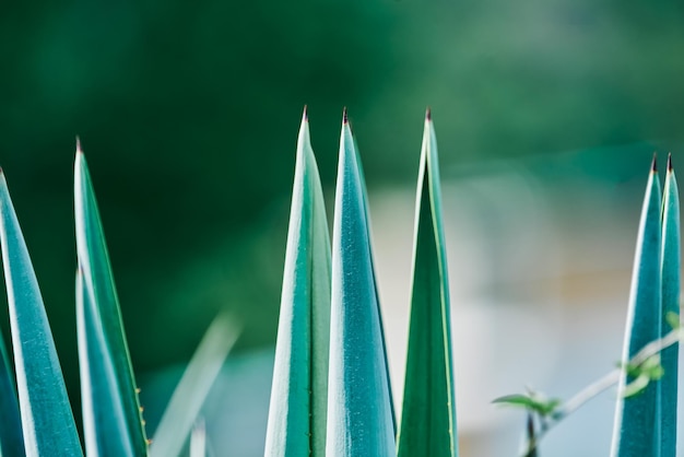 Piantagione di agave blu nel campo per realizzare il concetto di tequila dell'industria della tequila