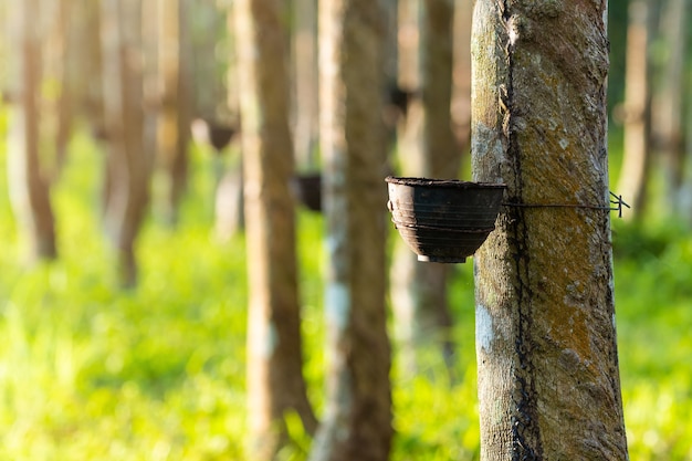 Piantagione di alberi della gomma agricola