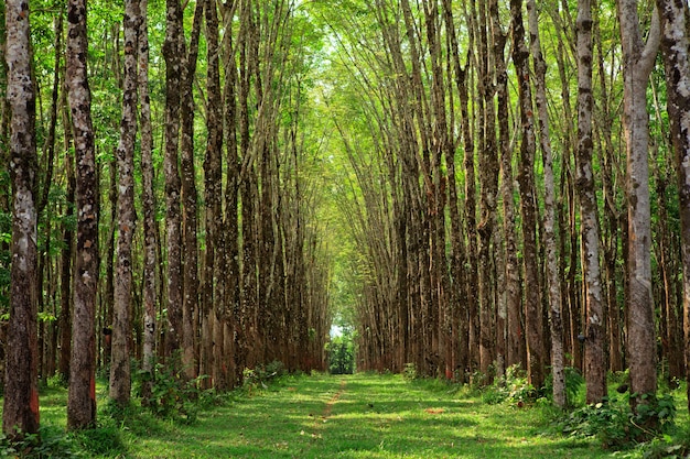 Piantagione di alberi della gomma para