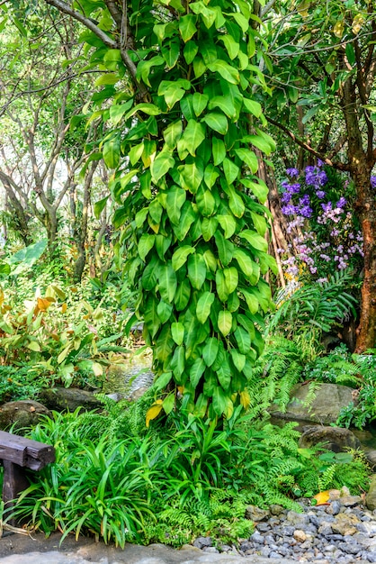 Piantagione di alberi verticale