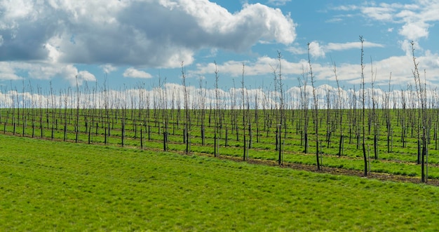 Piantagione di alberi