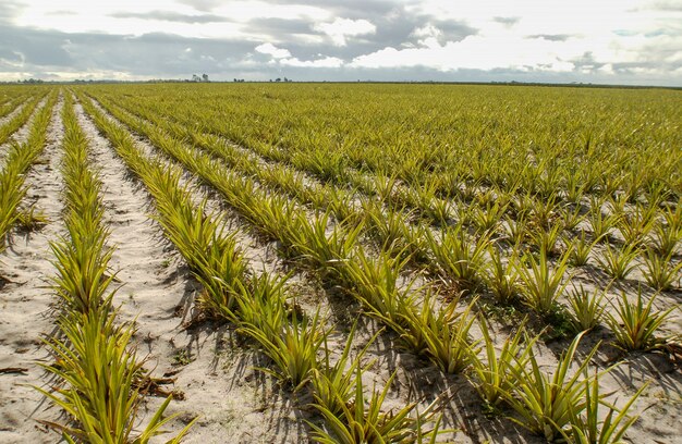 Piantagione di ananas a Santa Rita, Paraiba, Brasile. agricoltura brasiliana.