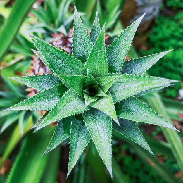 Piantagione di ananas in autunno con la luce del giorno